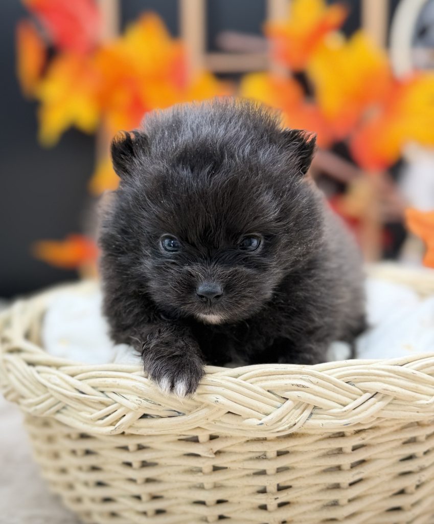 Blacki
